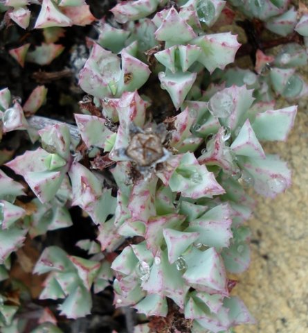 Oscularia deltoides capsule
